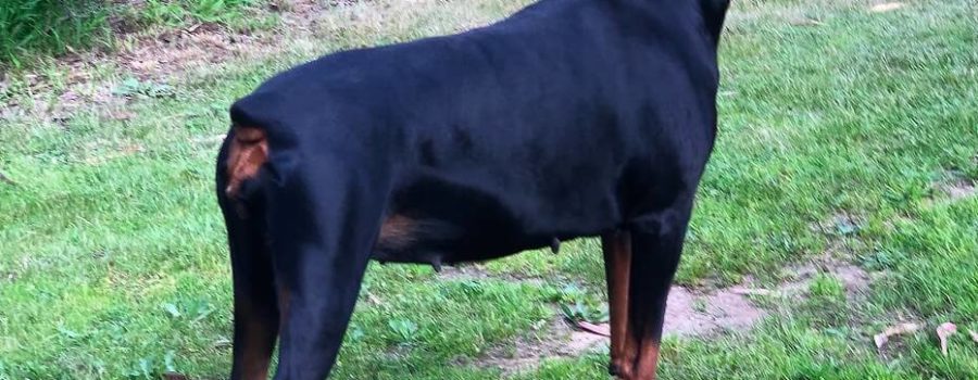 Puma Dei Dohse dobermann.
