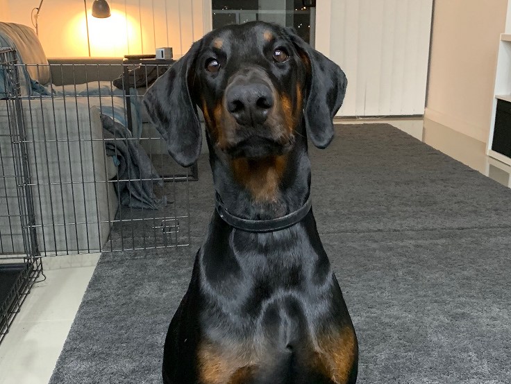 Von Liston Odysseia female dog.